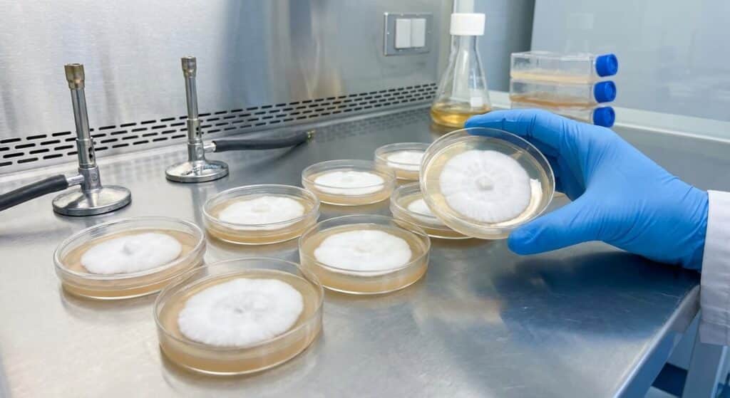 Boîtes de Petri avec mycélium blanc sain sur gélose agar dans un environnement stérile.