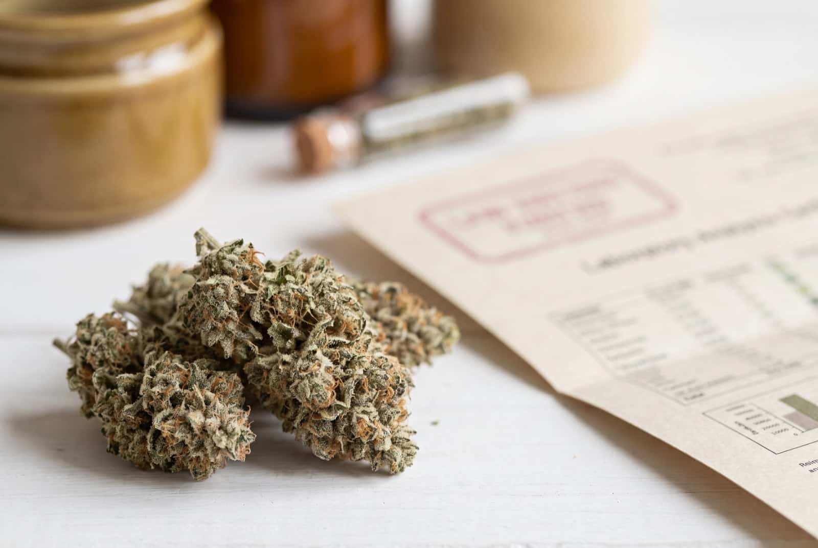 Fleur de CBD sans THC : effets ressentis, légalité et précautions 3 Fleur de CBD Green Poison à moins de 0,3 % de THC, analysée en laboratoire